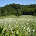 Alerte blanche sur le plateau d'Hauteville-Brénod