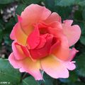 Un rosier au coloris unique, flamboyant et élégant...