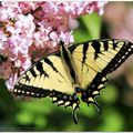 Fleur au parc : papillon, iris, et "derrière la scène"