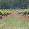 15 - Champ de coquelicots