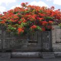 LE TEMPS DES FLAMBOYANTS