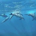 Proche des dauphins