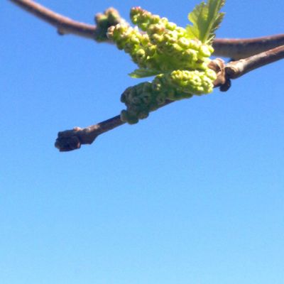 Délicieuses mûres de mûrier