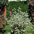 Un coin de mon jardin en octobre...