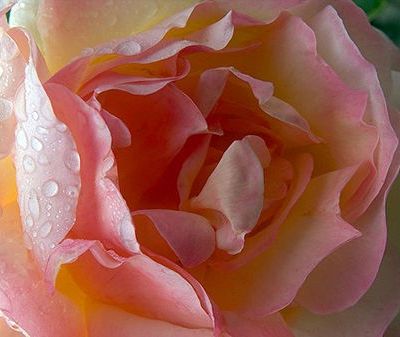 [Pourquoi je mange les roses]..........