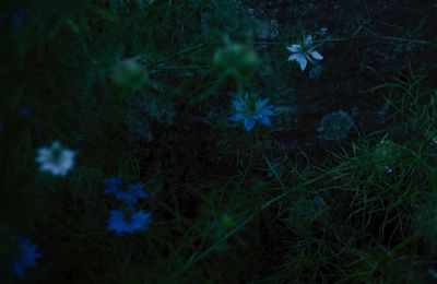 La Nigelle de Damas, l’herbe aux épices