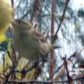 Moineau ,charbonnière et sitelle