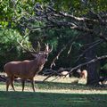 Le brame du cerf au Parc Animalier de Silz (Allemagne)