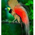 Les petits oiseaux de toutes les couleurs 🎨 (fin)