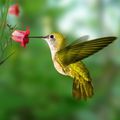 Légende amérindienne du colibri