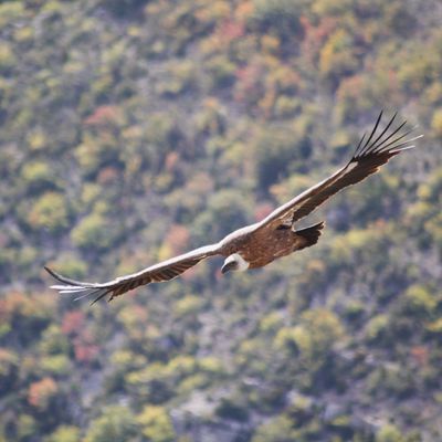 Journée sur les falaises de Rémuzat à la rencontre des vautours fauves 13/10/2017 ( Les Baronnies.)