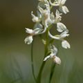 A la découverte des orchidées de la Drôme : l'Orchis de Provence