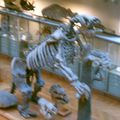 La galerie de paléontologie