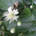 La Clématite des Haies ou Vigne-blanche