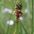Orchidées sauvages - prairie de Ruelle sur Touvre