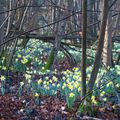 Encore des jonquilles