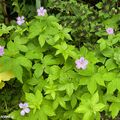 Un géranium bon couvre-sol pour ombre sèche ou humide