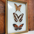 Collection ... Cadre PAPILLONS naturalisés * 3 papillons