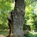 LE CHÊNE ST JEAN, UN FRAGILE GEANT EN FORÊT DOMANIALE DE COMPIEGNE, ST JEAN AUX BOIS, OISE . LE 11 MAI 2018.