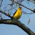 Chant de L'Oriole d'or (Golden Oriolus)