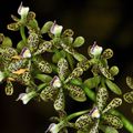 Encyclia vespa