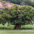 Le châtaigner, un arbre remarquable