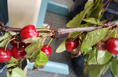 Bonheurs du vendredi et bouquets