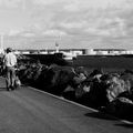 Promenade au Havre