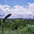 Balade dans les rizières