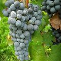 Nebbiolo !!!!