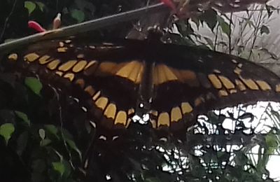 Le Voilier géant (Papilio thoas)