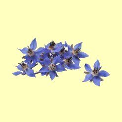 23 Floréal.