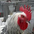 coq en cage