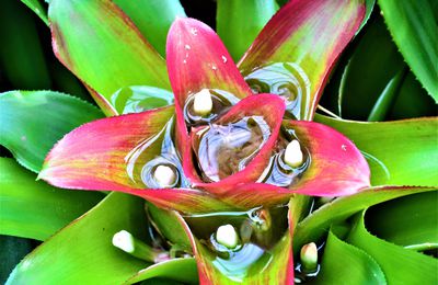 Au coeur des choses au jardin botanique d'Edimbourg