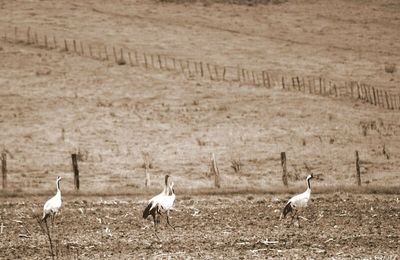 Les Grues Cendrées envahissent le lac et les alentours...