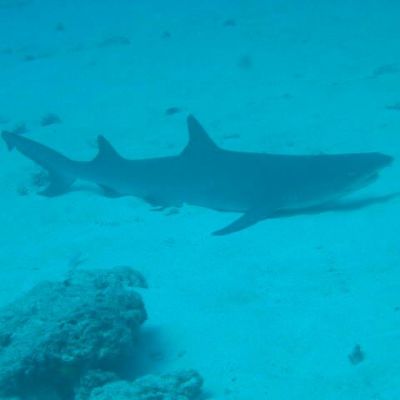 ...comme dans un aquarium...