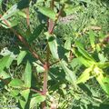 Une belle sauvageonne parmi les plus invasives...
