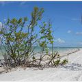 Fort de Soto et Hillsborough River State Park