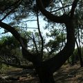 En vous promenant dans la forêt littorale, vous