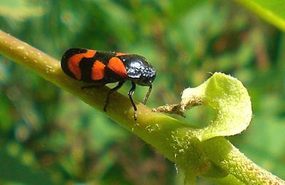 Des insectes miniatures aux couleurs chatoyantes…