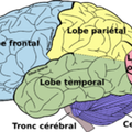 L'hypnose et le fonctionnement du cerveau...