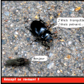 Photo insecte