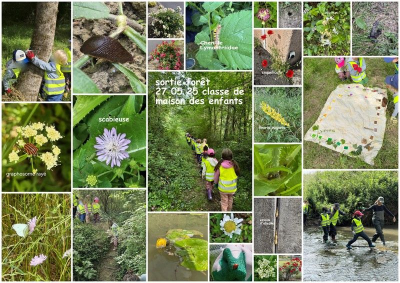 sortie forêt mai 2025 en classe de Maison des Enfants