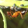 Camponotus pilicornis