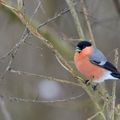 Comptage National des Oiseaux des Jardins les 25 et 26 Janvier 2025 à Saint Paul de Varces