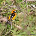 Oriole troupiale (Icterus icterus)