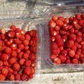 Fraises des Bois !