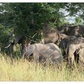 Parc Kruger, groupe d'éléphants