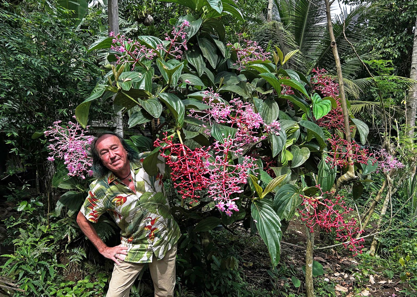 Patrick Blanc and a Medinilla with huge inflorescences, most probably close to M. teysmannii, Apolong, Negros Oriental, Philippines, Jan. 2025