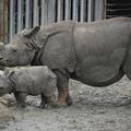 NEPAL - Les Rhinocéros indiens en progression dans le Parc National de Suklaphanta